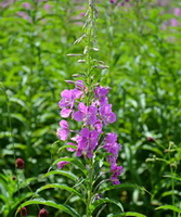 flowering plants of Epilobium angustifolium with pink flowers grow in sunny field