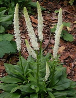 False Unicorn Root