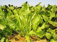 Horseradish