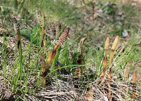 Horsetail