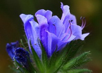 Hyssop