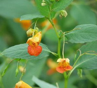 Jewelweed