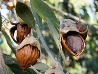 Jojoba Oil