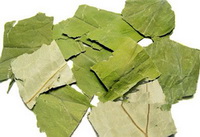 Lotus Leaf