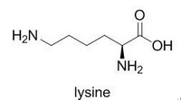 L-Lysine