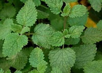 Melissa Officinalis