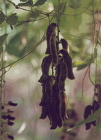 Mucuna Pruriens