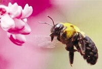 Apis cerana Fabr:a honey bee flies around a small pink flower