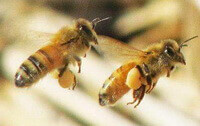Apis cerana Fabr:two honey bees are flying with pollens