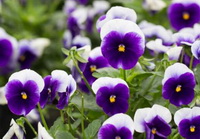 Pansy