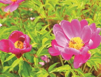 Peony