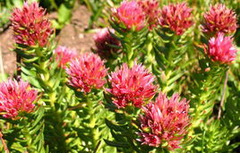 flowering plants of Rhodiola crenulata Hook.f.et Thoms.H.Ohba. with red flowers and green leaves grow in sunny mountain field