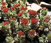 flowering plants of Rhodiola sachalinensis A.Bor. grow in mountain field