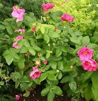 flowering plants of Rosa gallica with pink flowers grow in field