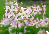 Soapwort