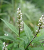 Senega Root