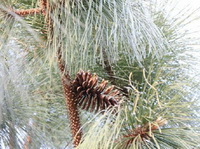 Turpentine oil