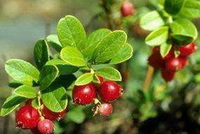 Uva Ursi