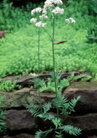 Valerian