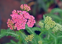 pink and light green flower spikes of Achillea millefolium